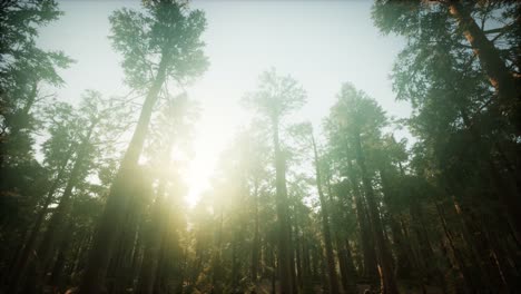 Redwood-Forest-Neblige-Sonnenuntergangslandschaft